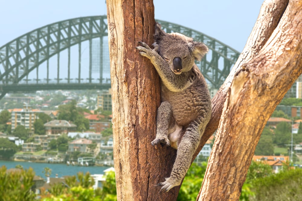 Koala, Sydney, Australia