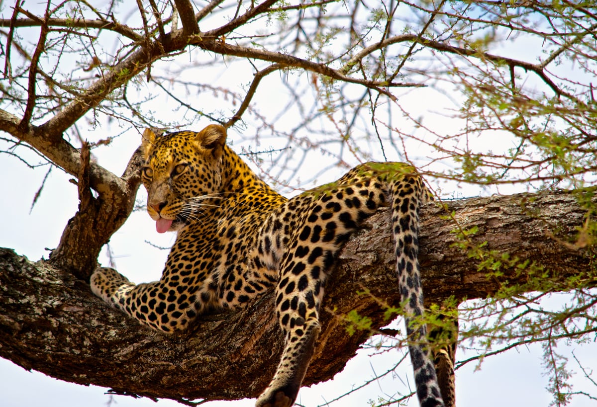 Leopard, Tanzania